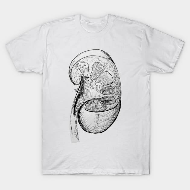 Pen and Ink Kidney Illustration/Sketch T-Shirt by emadamsinc